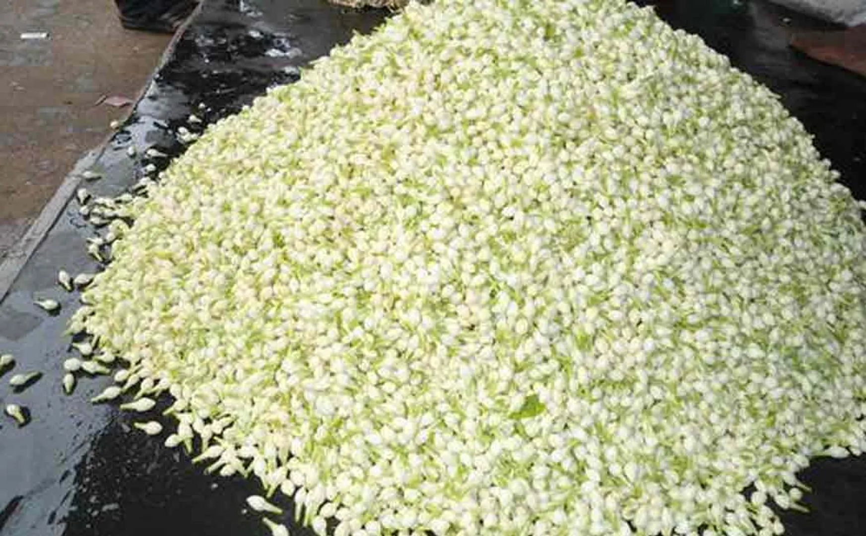 Jasmine flower price Rs 3,132 ...! Farmers happy