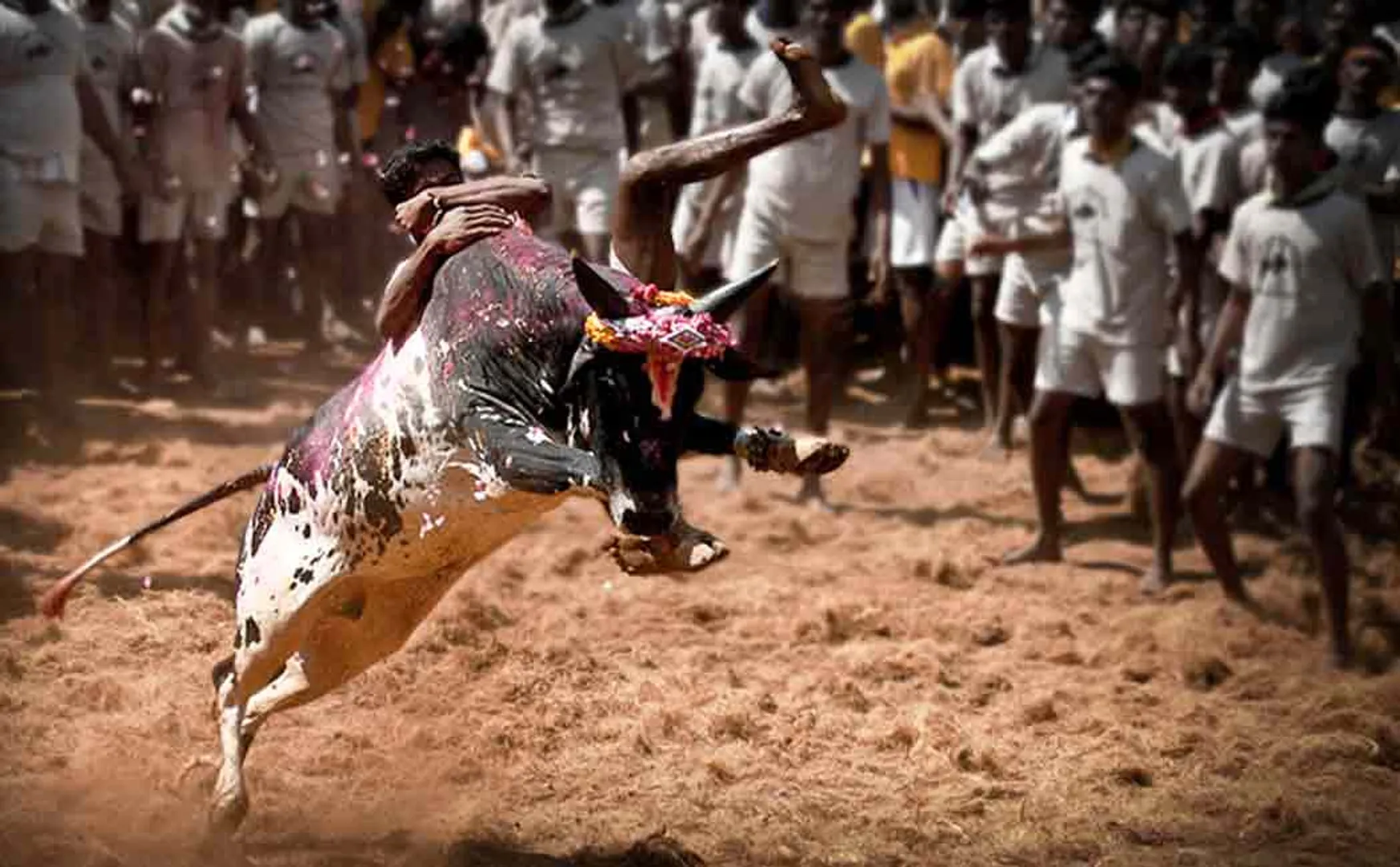 The Government of Tamil Nadu has issued new legal provisions for conducting Jallikattu ..!