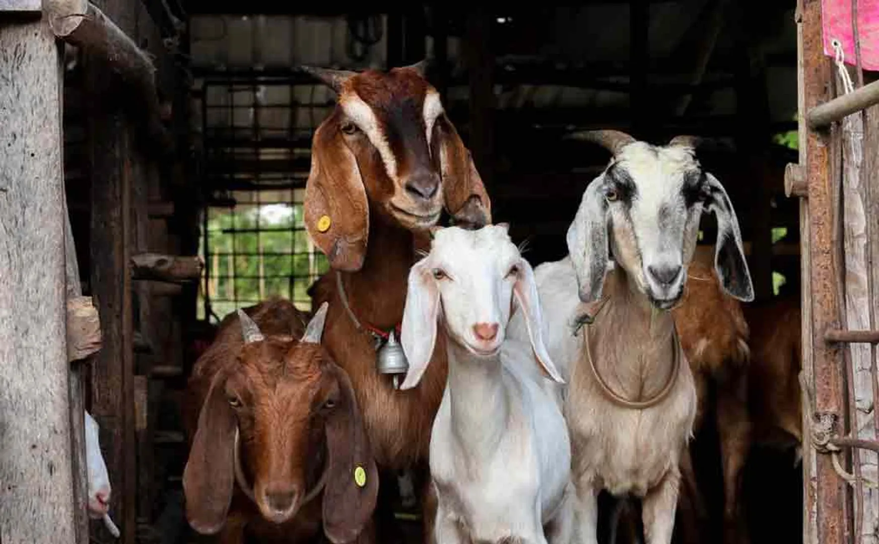 Discrimination in goat distribution scheme .. 