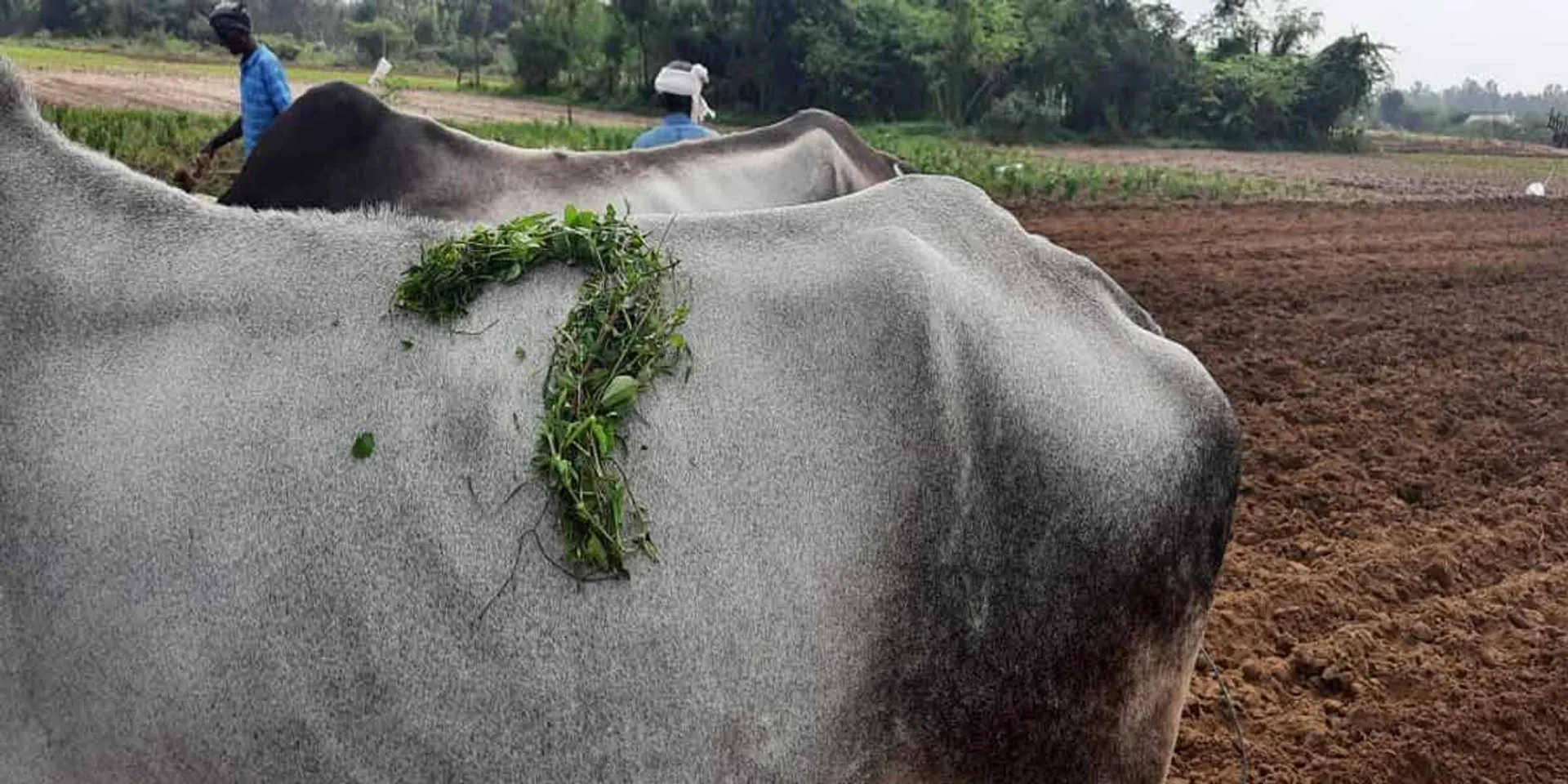  Innovative struggle in support of farmers' struggle