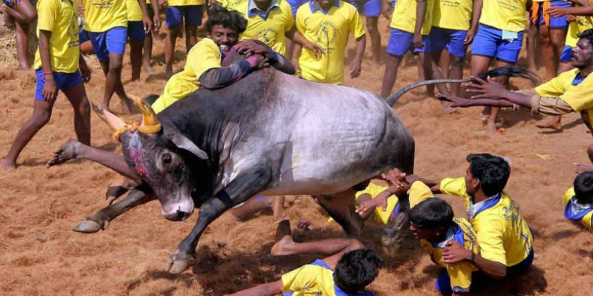 Guidelines for Jallikkattu