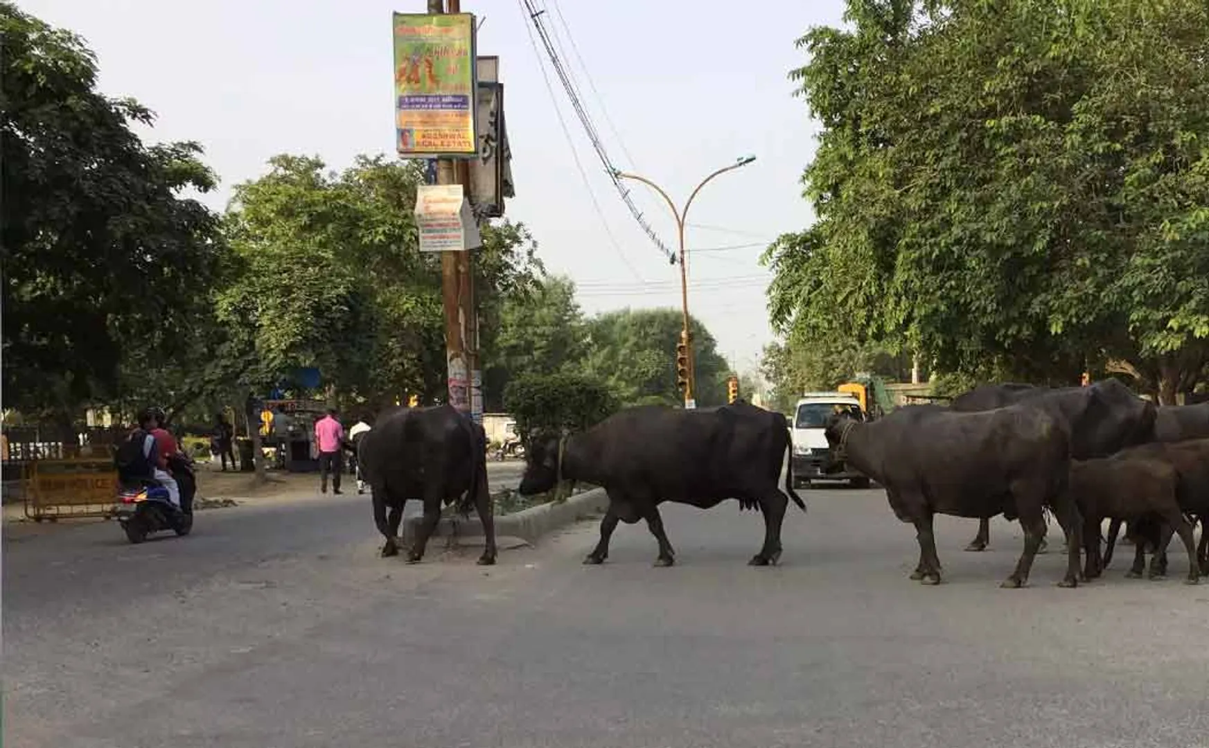 buffaloes