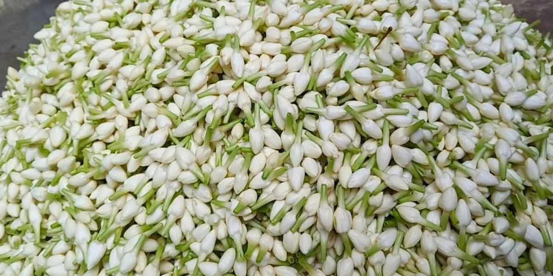  Jasmine sells for Rs 4,300 per kg