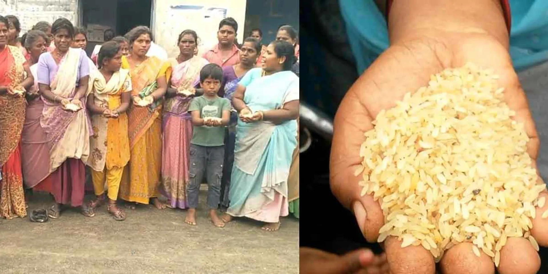 Non-standard rice during Pongal festival? Women struggle!