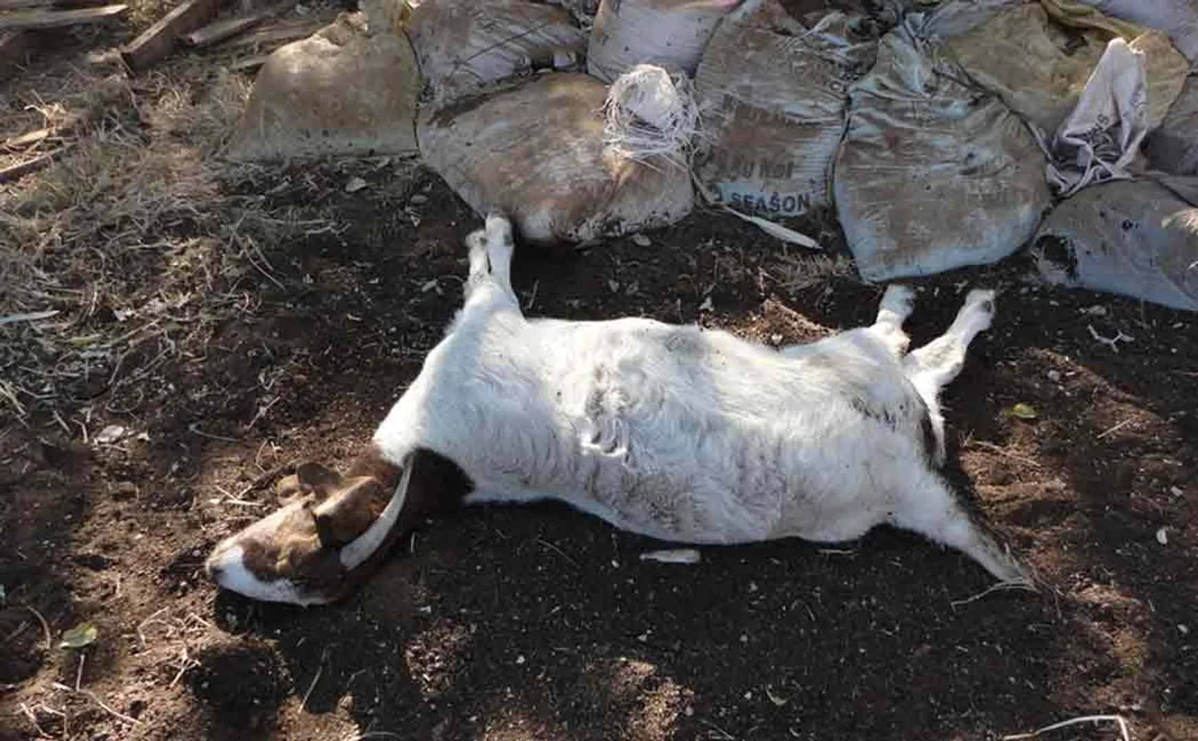 Mysterious animal bites  goats .. Villagers fear ..