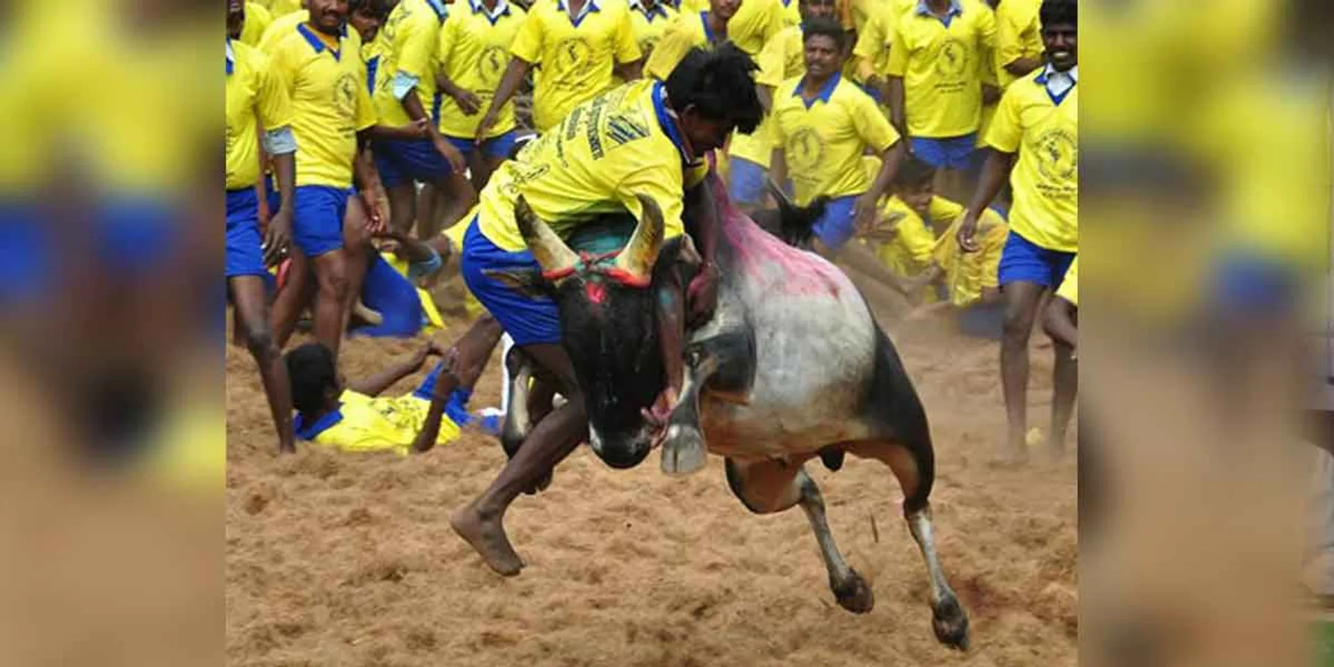  Jallikattu in Alankanallur on Jan. 16!
