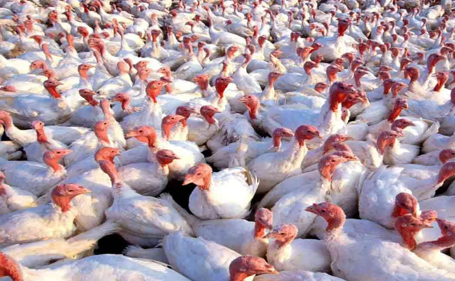 bird flu