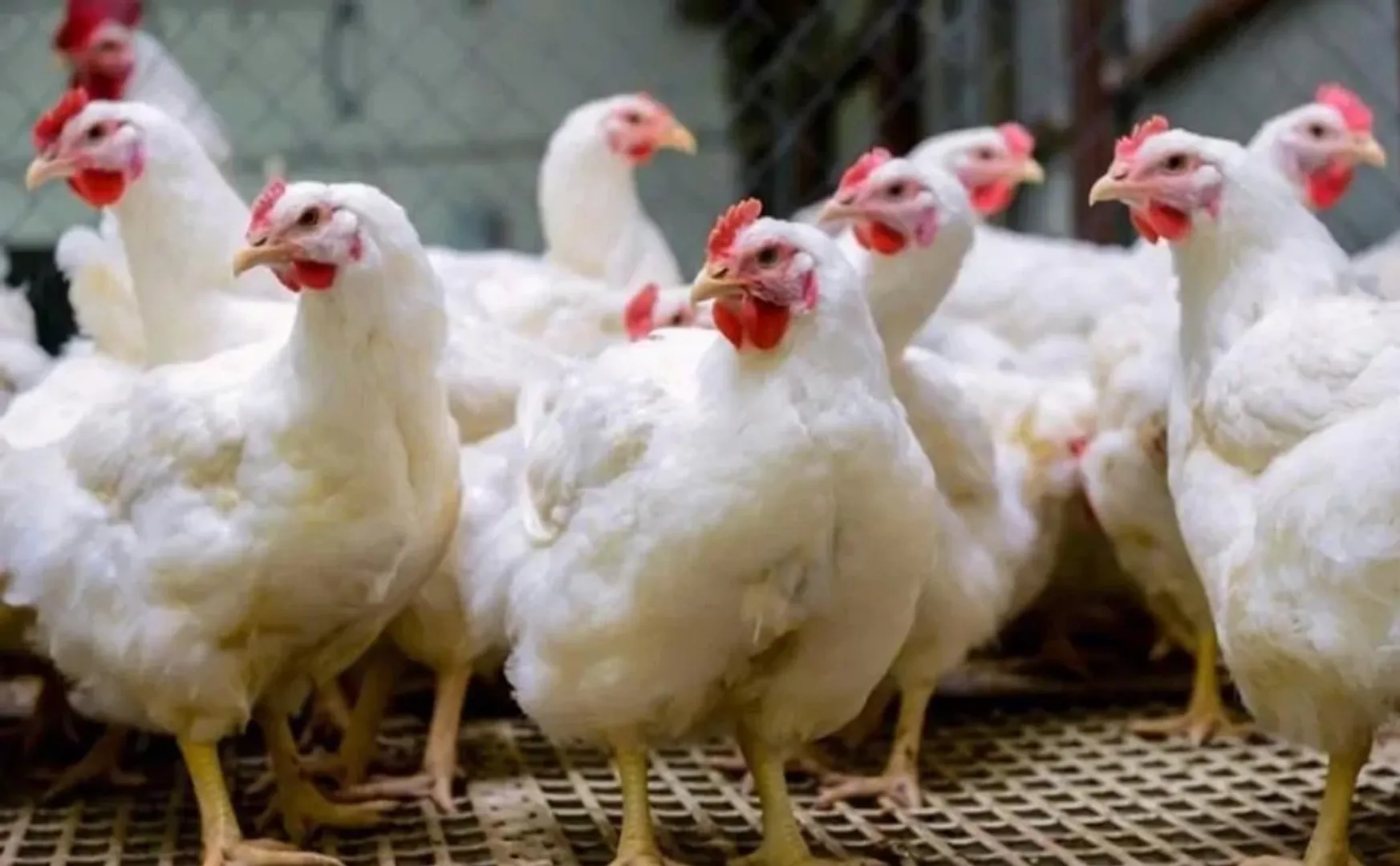 bird flu kerala, tamilnadu government prevention all check posts closely monitoring  