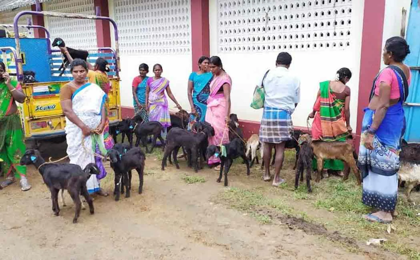 Rs 2,000 bribe for priceless goats ...?