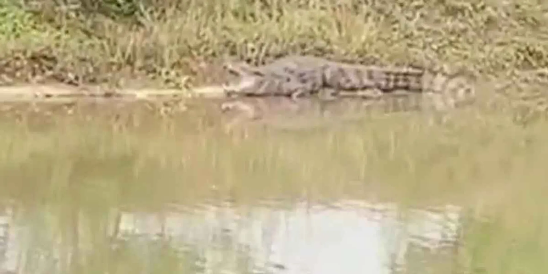Crocodile thriving in the irrigation... Farmers in fear!