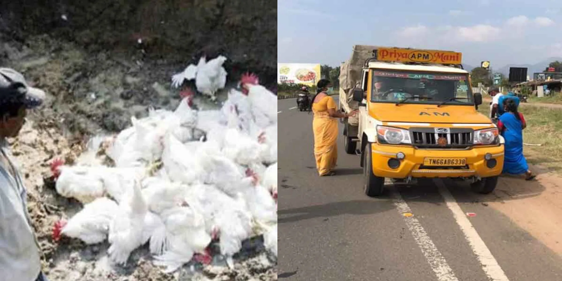  Echo of bird flu... Kerala chickens in Tamil Nadu border villages!