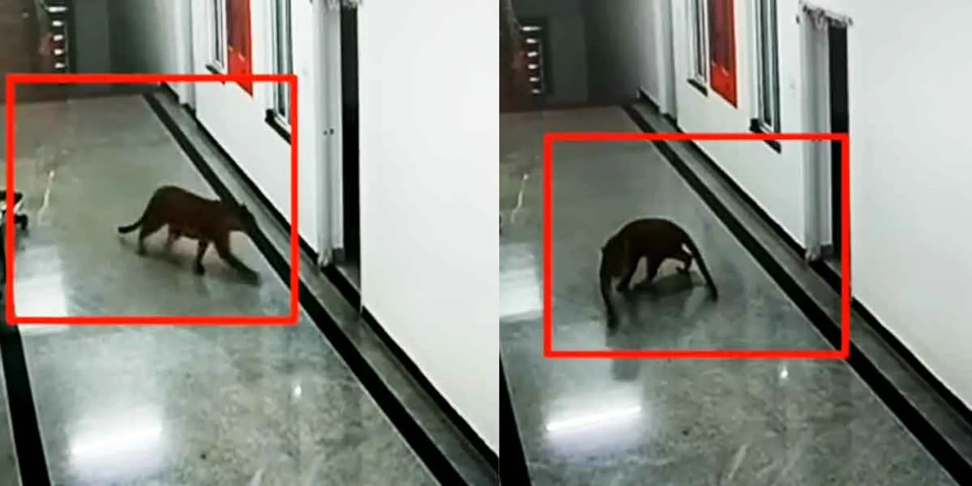  Leopard caught on medical college campus ... CCTV!