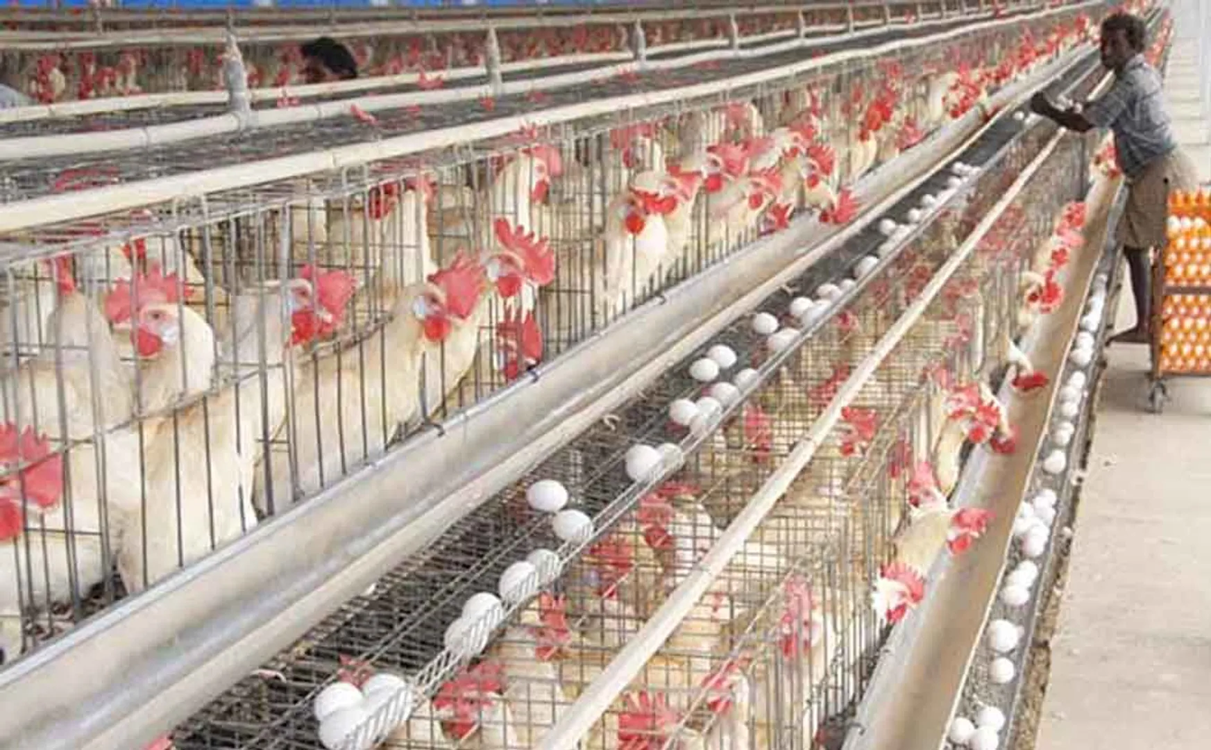 namakkal chicken rate decrease bird flu issues 