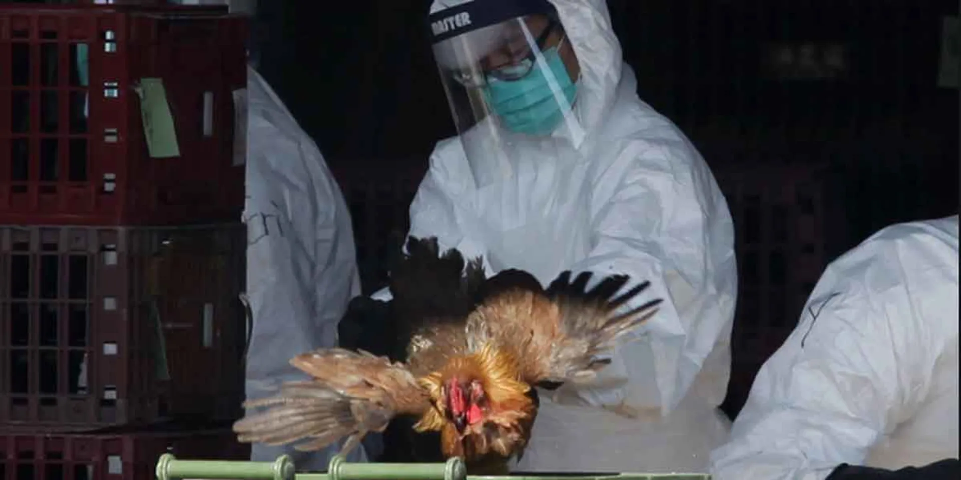 Don't be afraid of bird flu - Tamil Nadu government information!