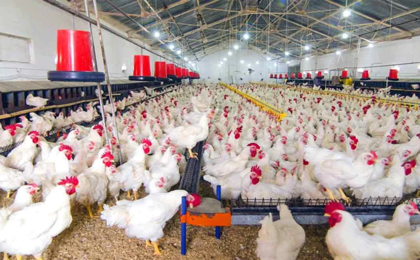 poultry