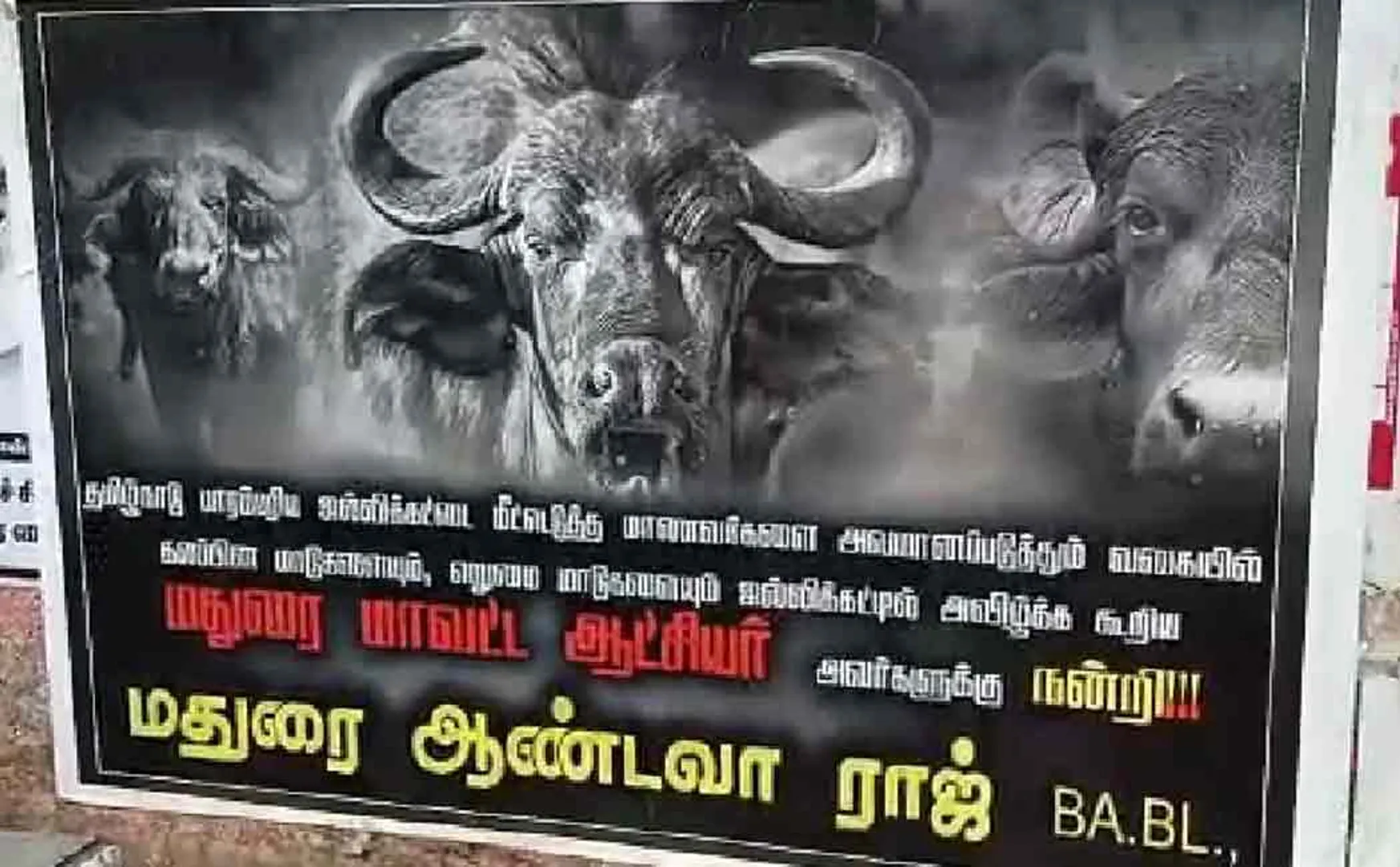Hybrid cows allowed ..? Controversial posters all over Madurai ..!