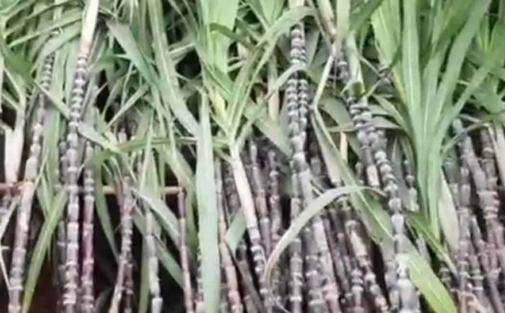canes which has been produced in prison for sale ..!