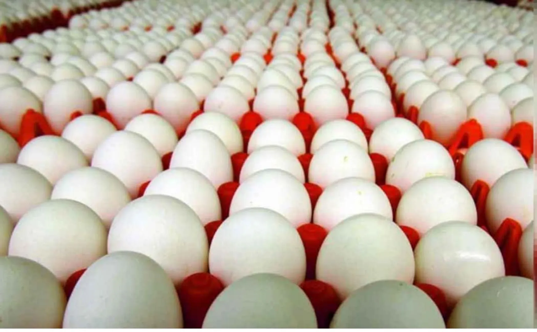 bird flu, chicken, eggs price decrease 