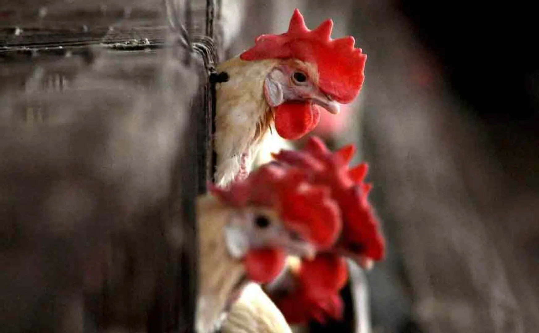 what who say about eating chicken during bird flu time