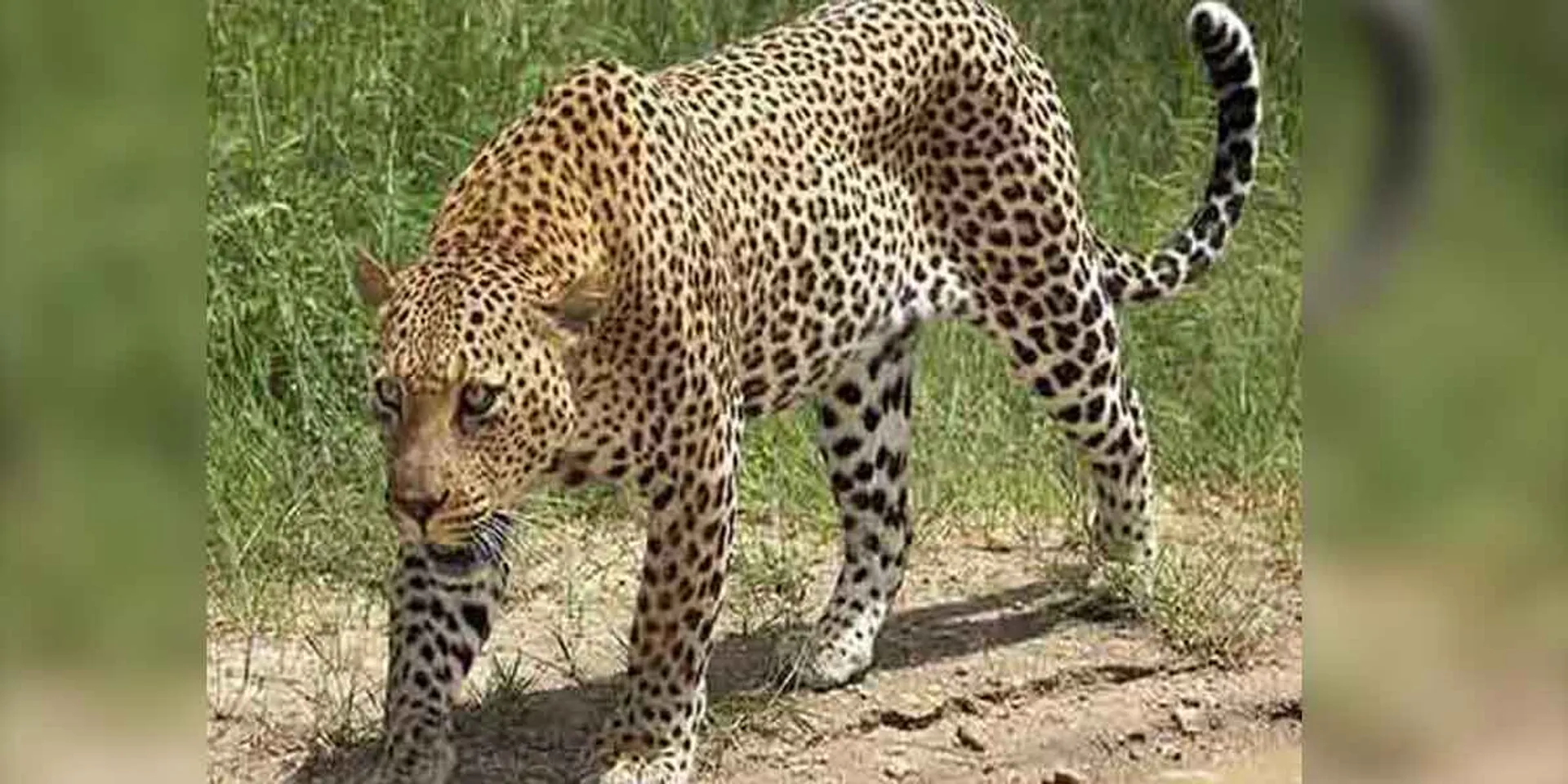  Won't the leopard walk near Chinnasalem?
