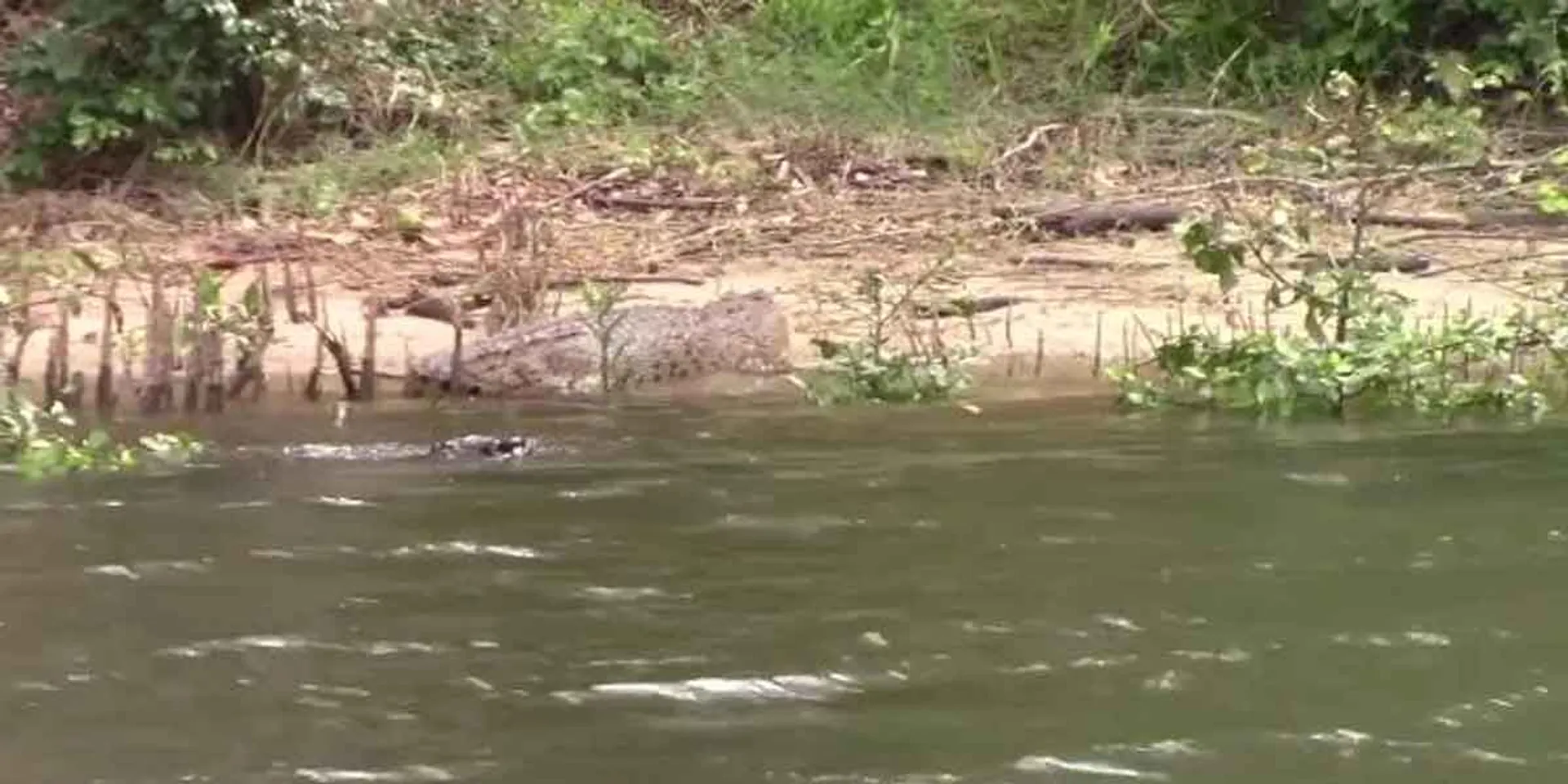 Crocodile in the river Varaga 