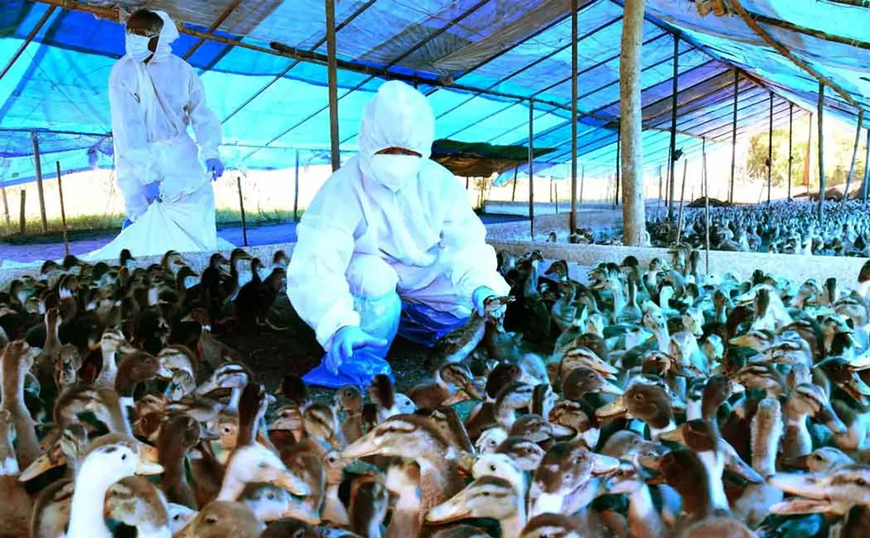 bird flu