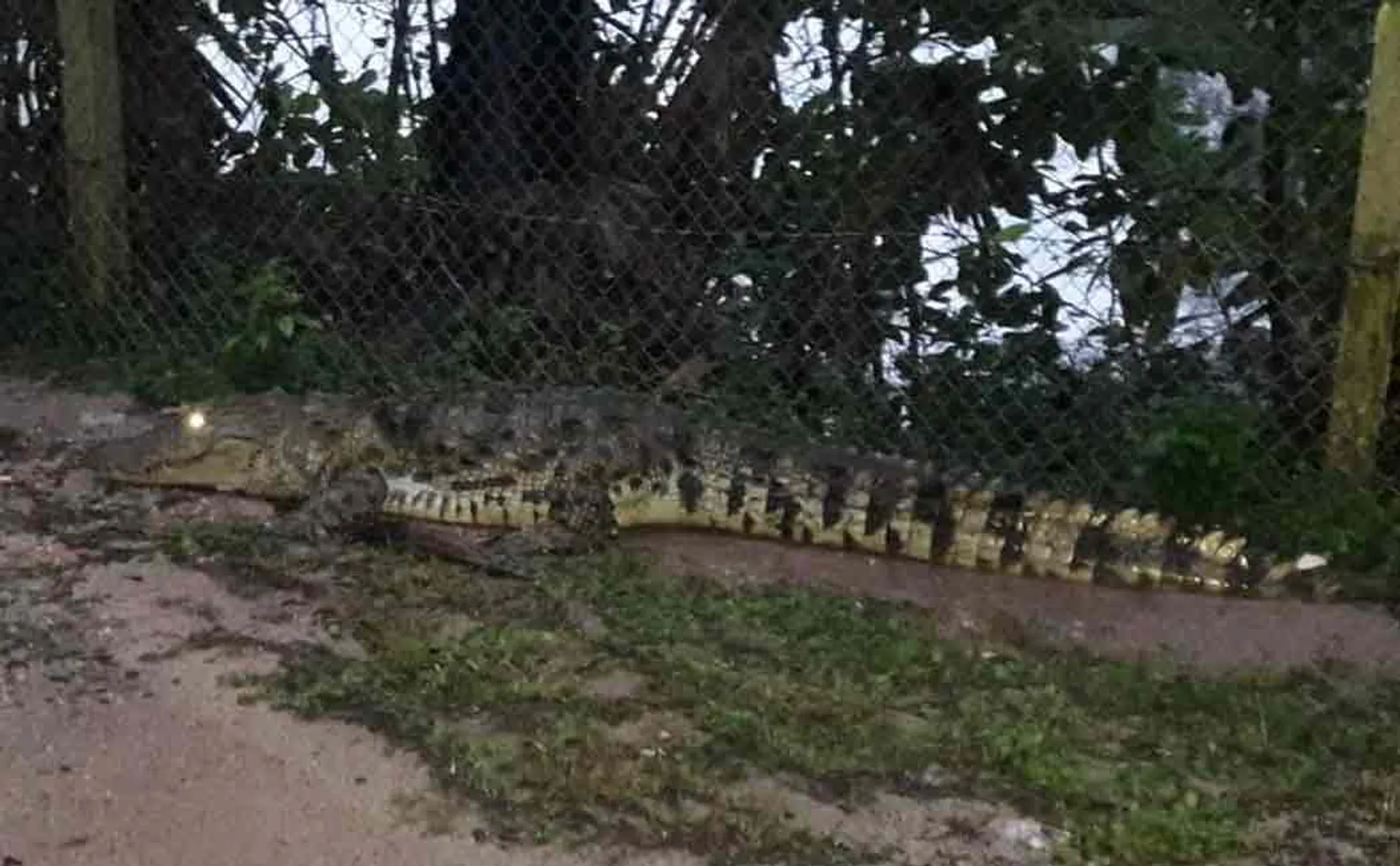 The big crocodile that crossed the Annamalai University Road ...