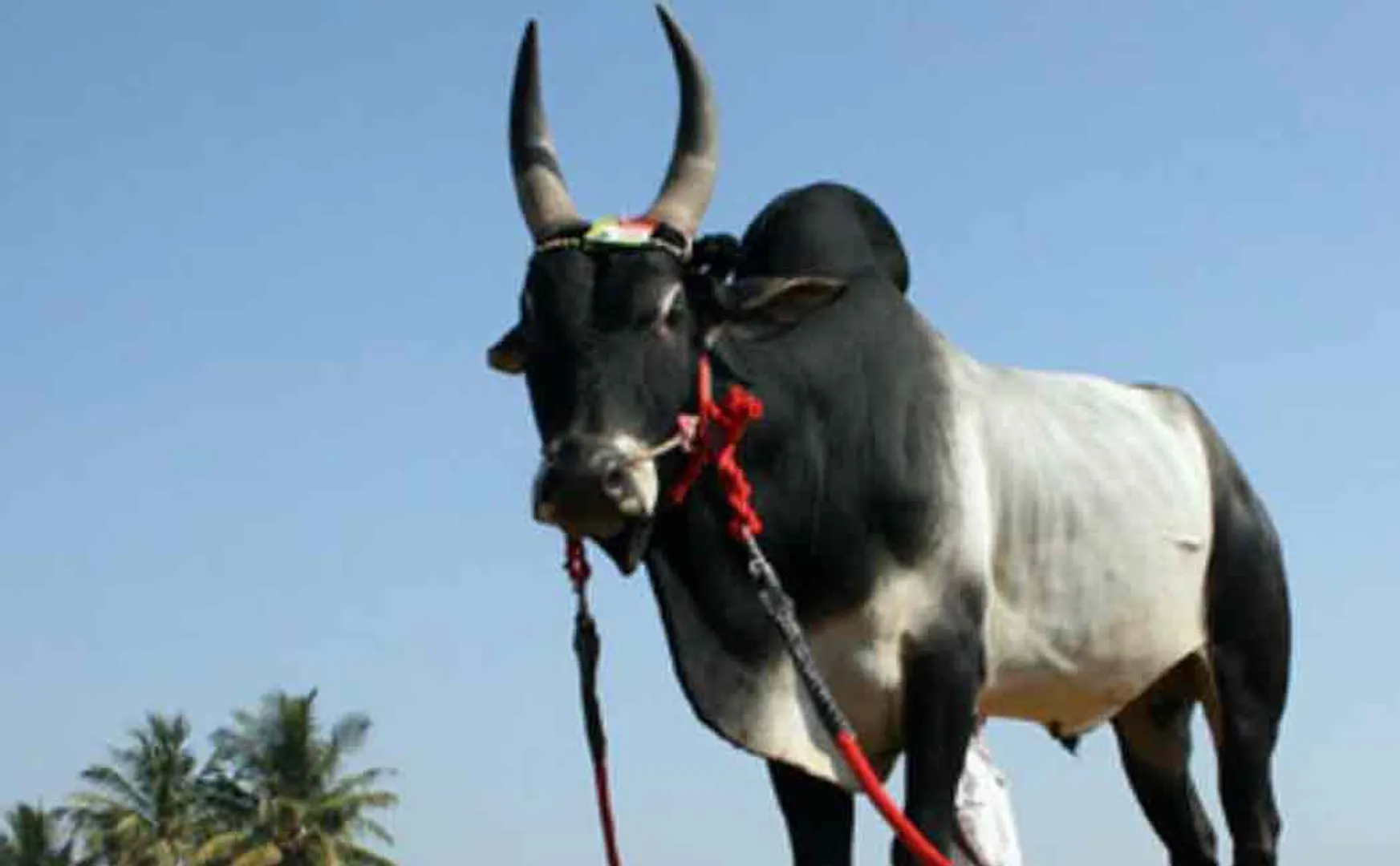 All villages need permission to hold a bull festival Bull Owners Request