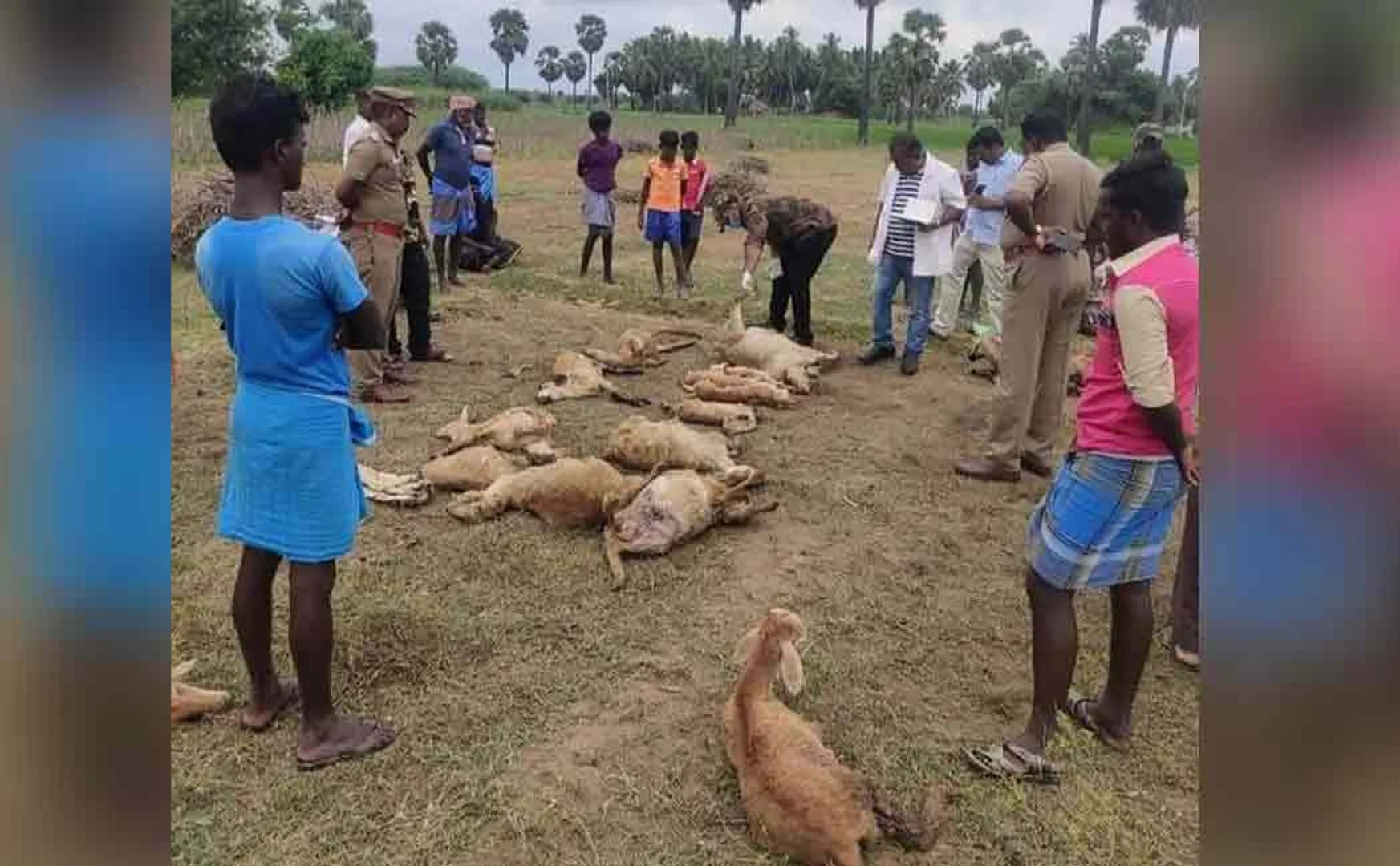 leopard in Nellai district Farmers in fear ..!