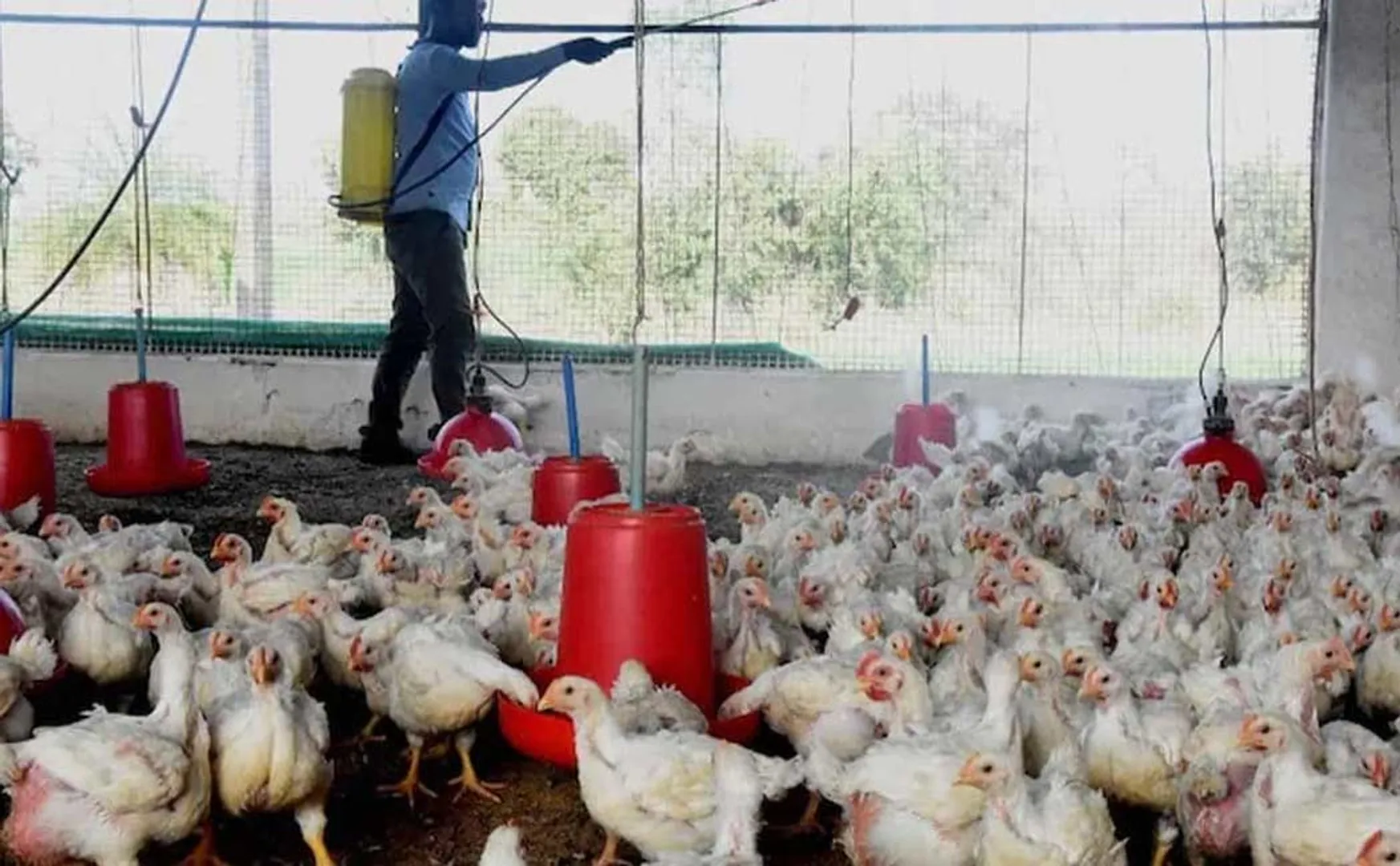 bird flu