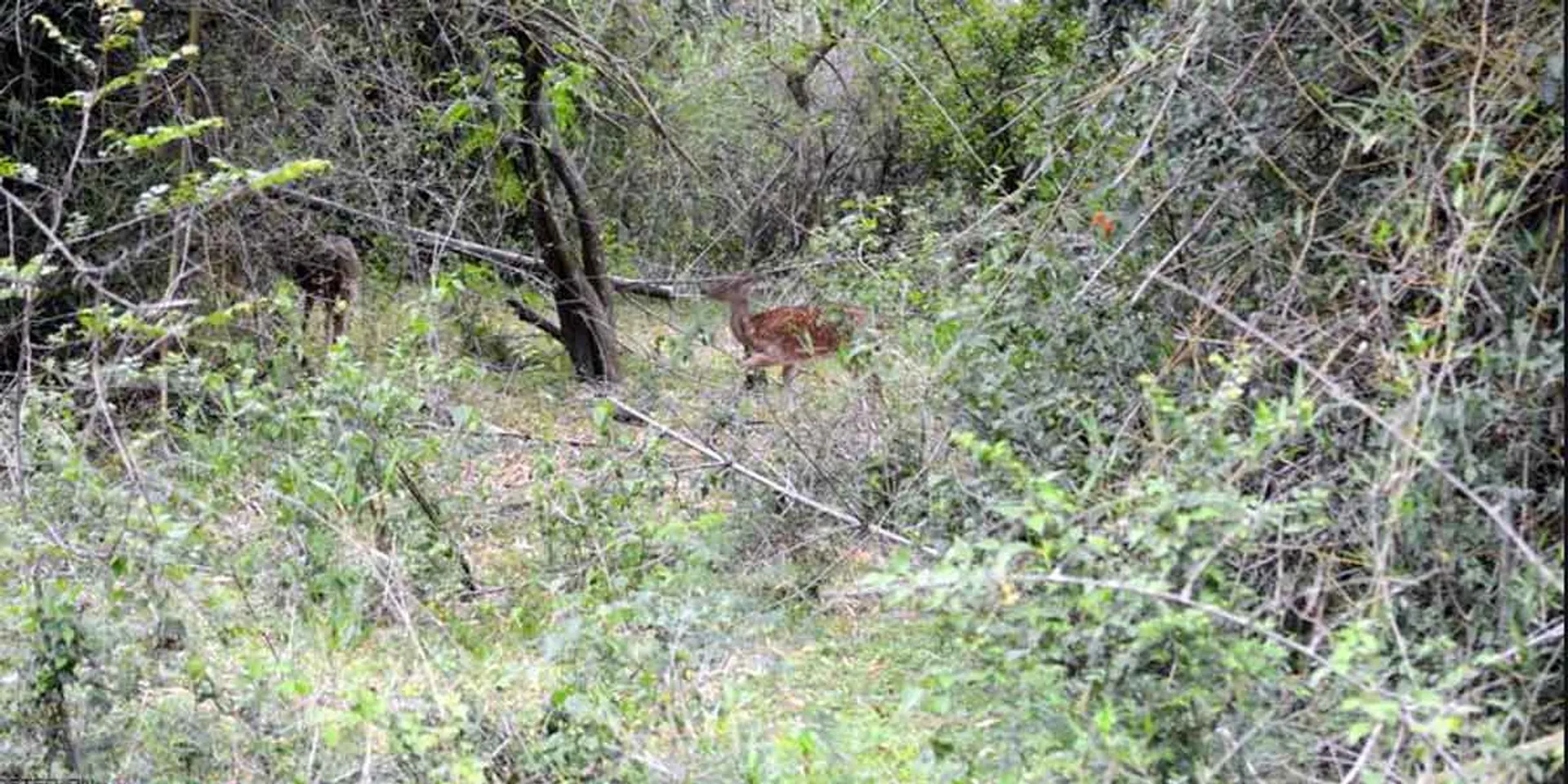  60 year old elephant in Anthiyur forest