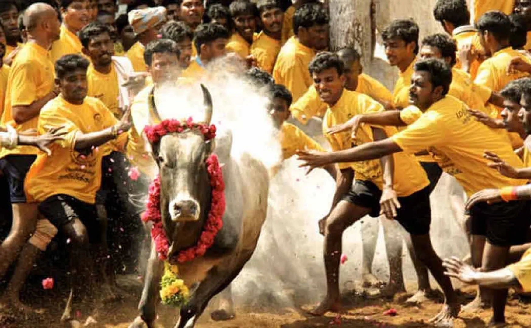 jallikattu tamilnadu government released the gazette notification  