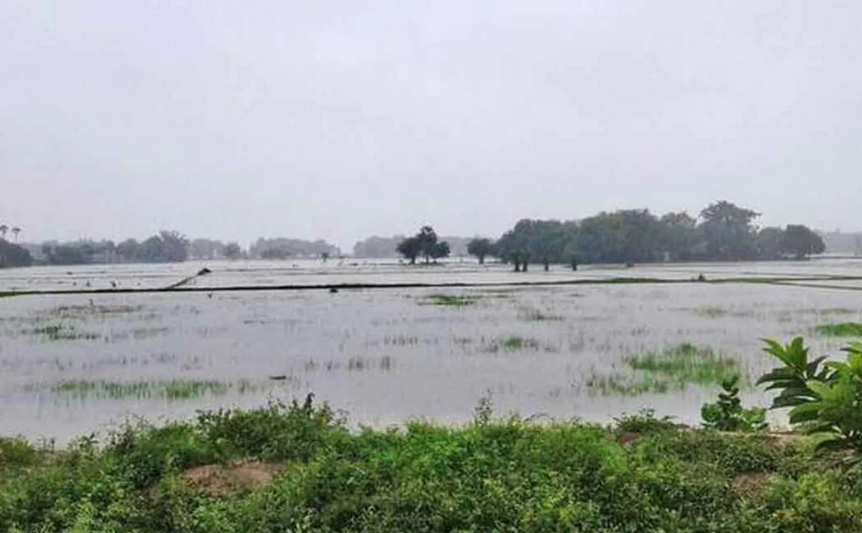 crops damaged due to rain in delta districts