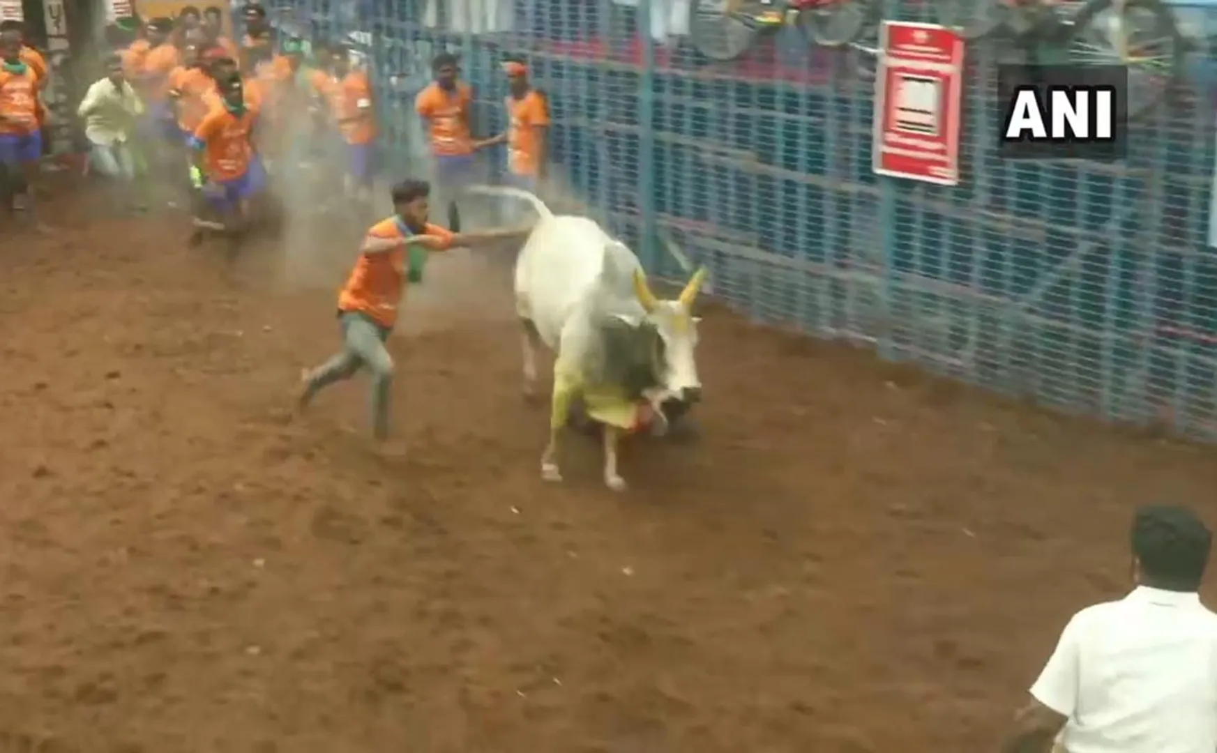 avaniyapuram jallikattu peoples pongal festival 