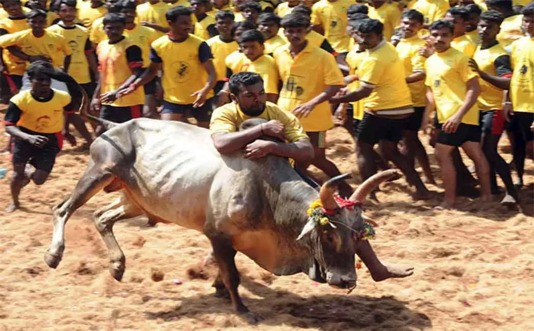jallikattu won by 2 members