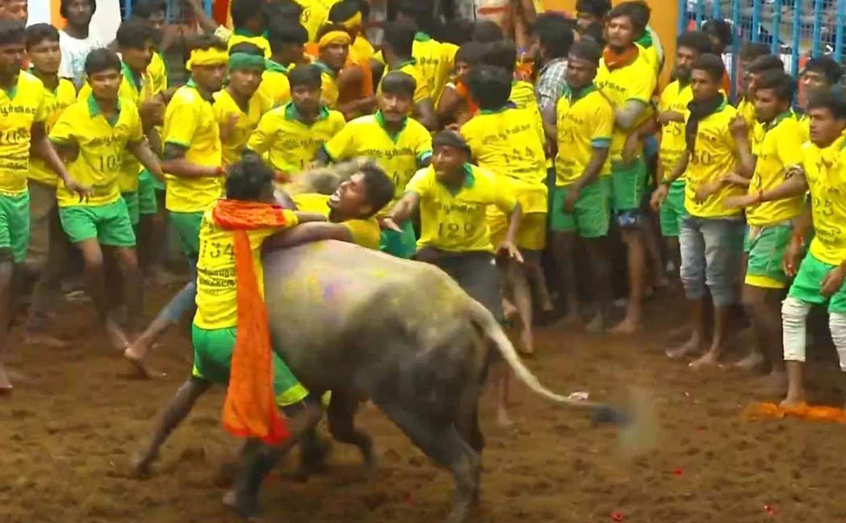 pongal festival jallikattu cm, deputy cm gift announced 