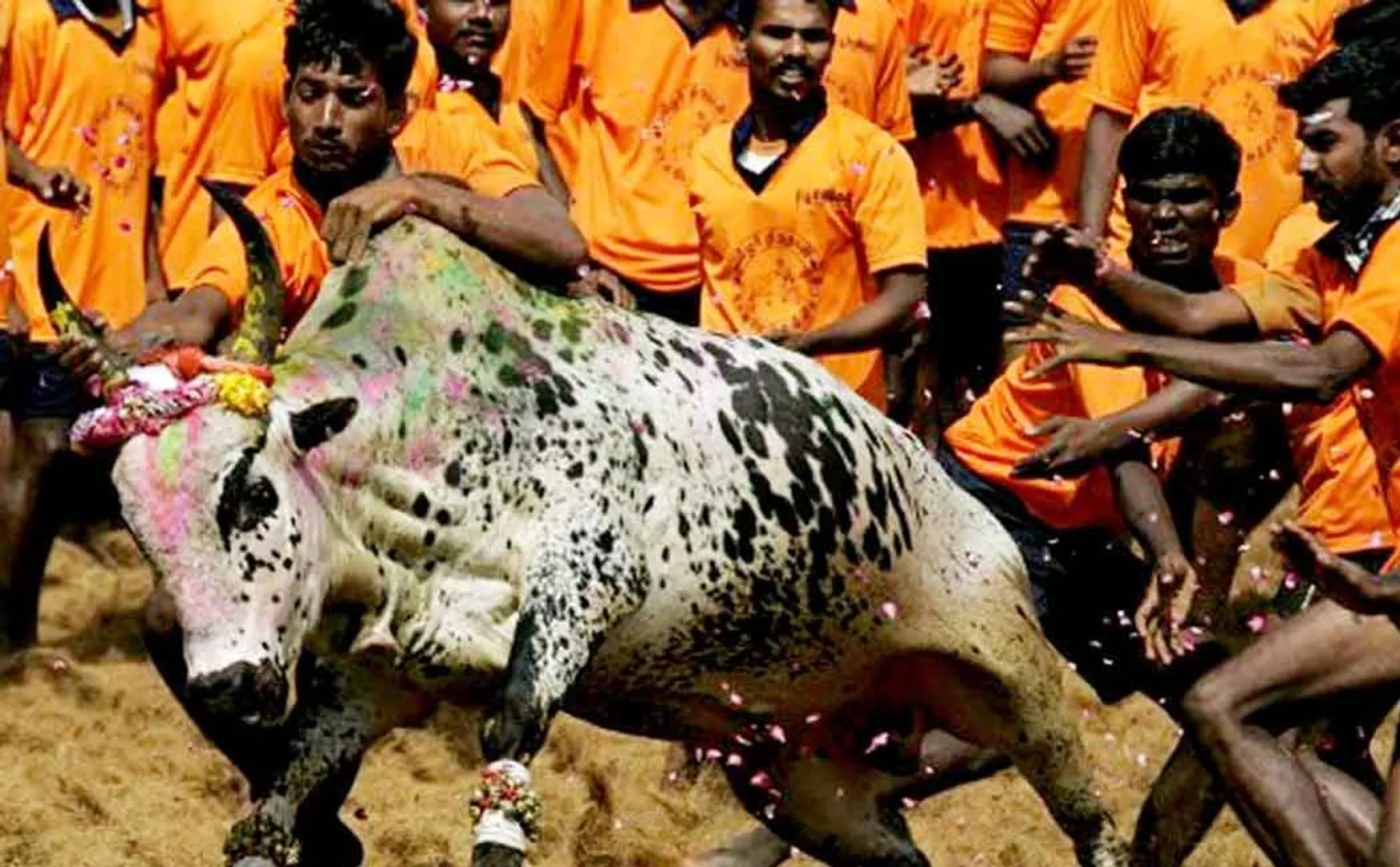madurai Palamedu jallikattu started 