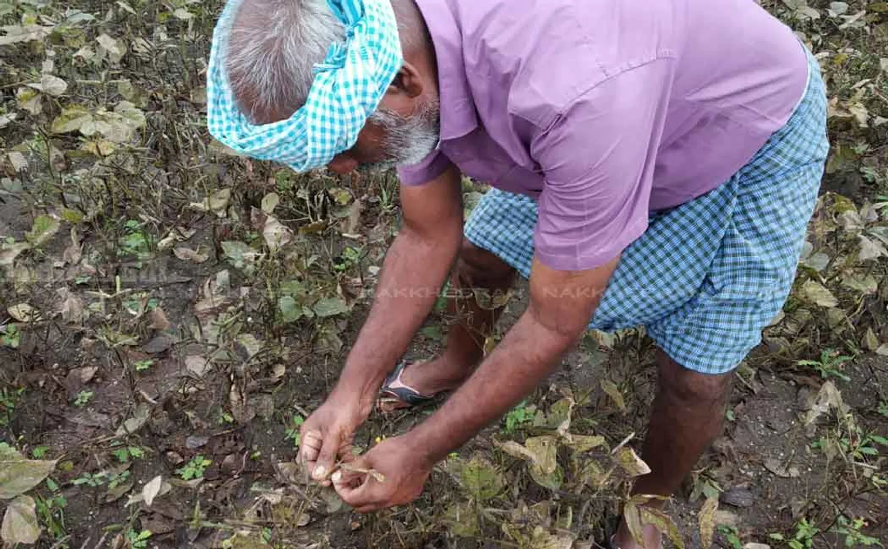 its very worst pongal for virudhunagar farmers