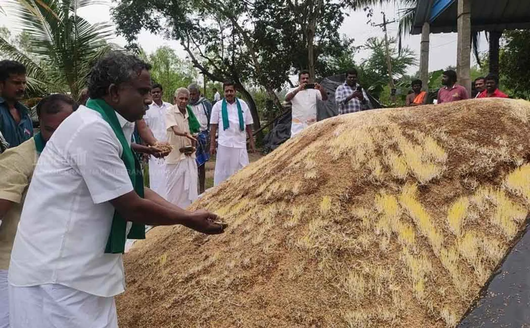 paddy damaged in delta districts due to rain