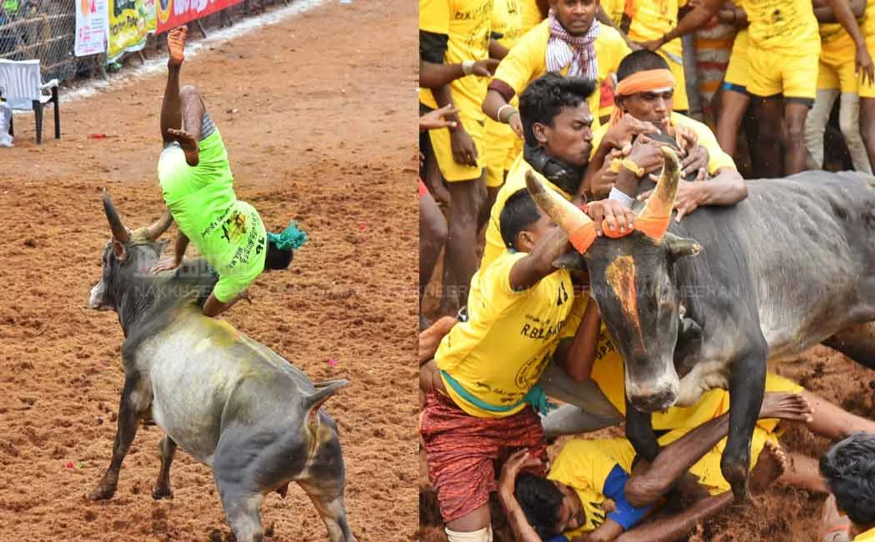 Alanganallur Jallikattu Pictures