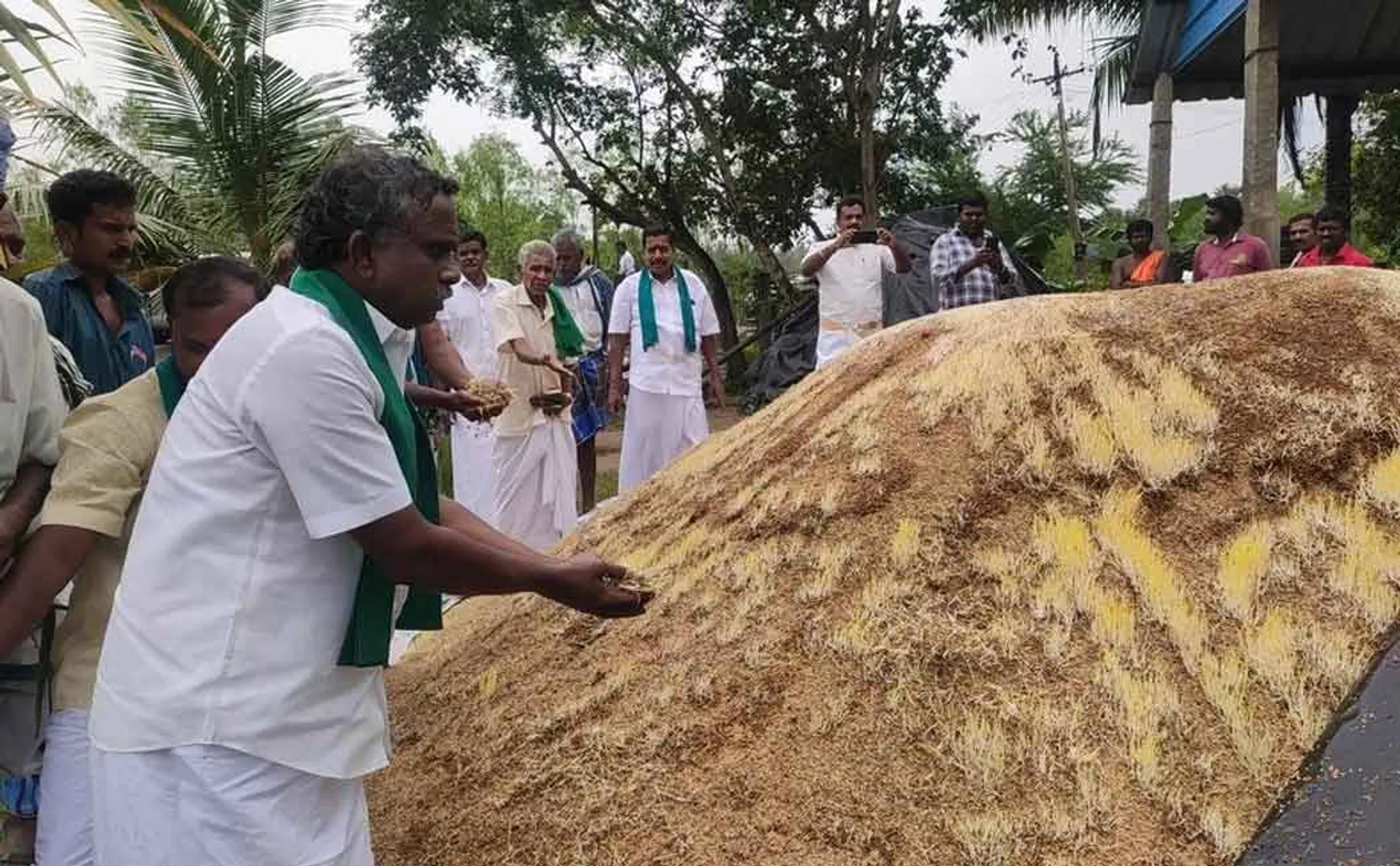 Paddy bundles that started sprouting in the rain ... Echo of Nakkeeran news ... Purchase started ..