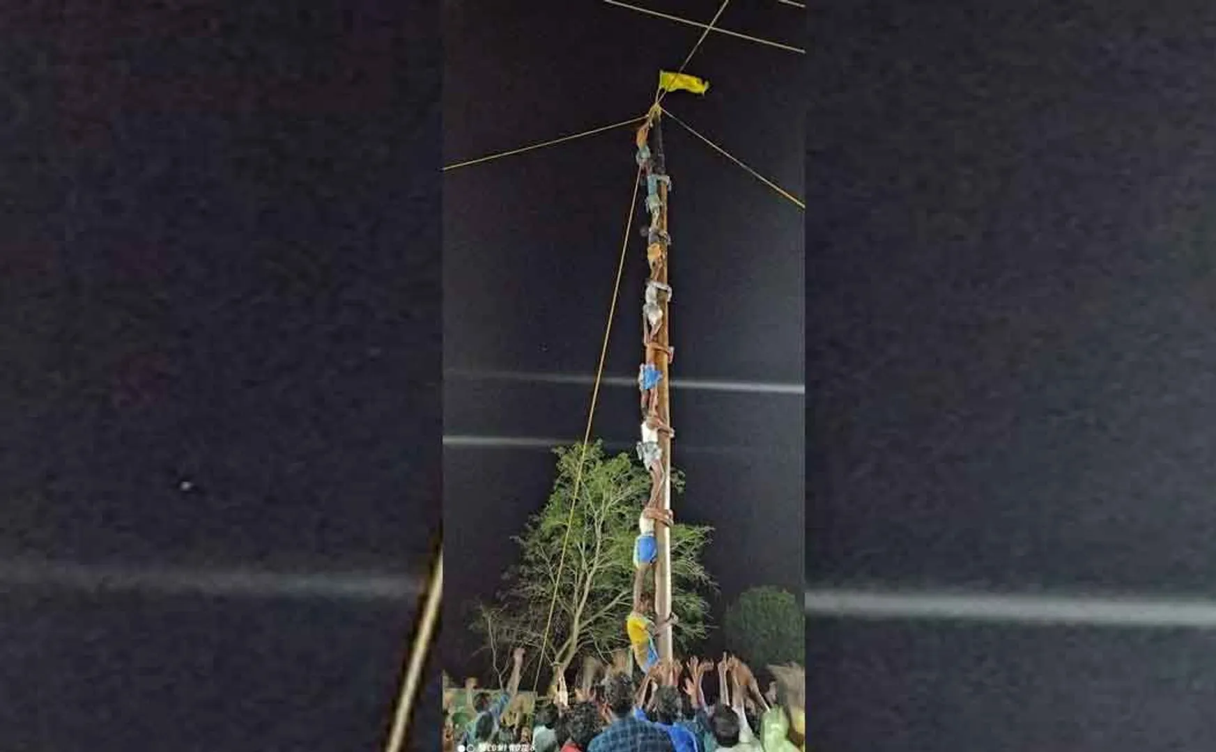 The brisk tree climbing competition ...
