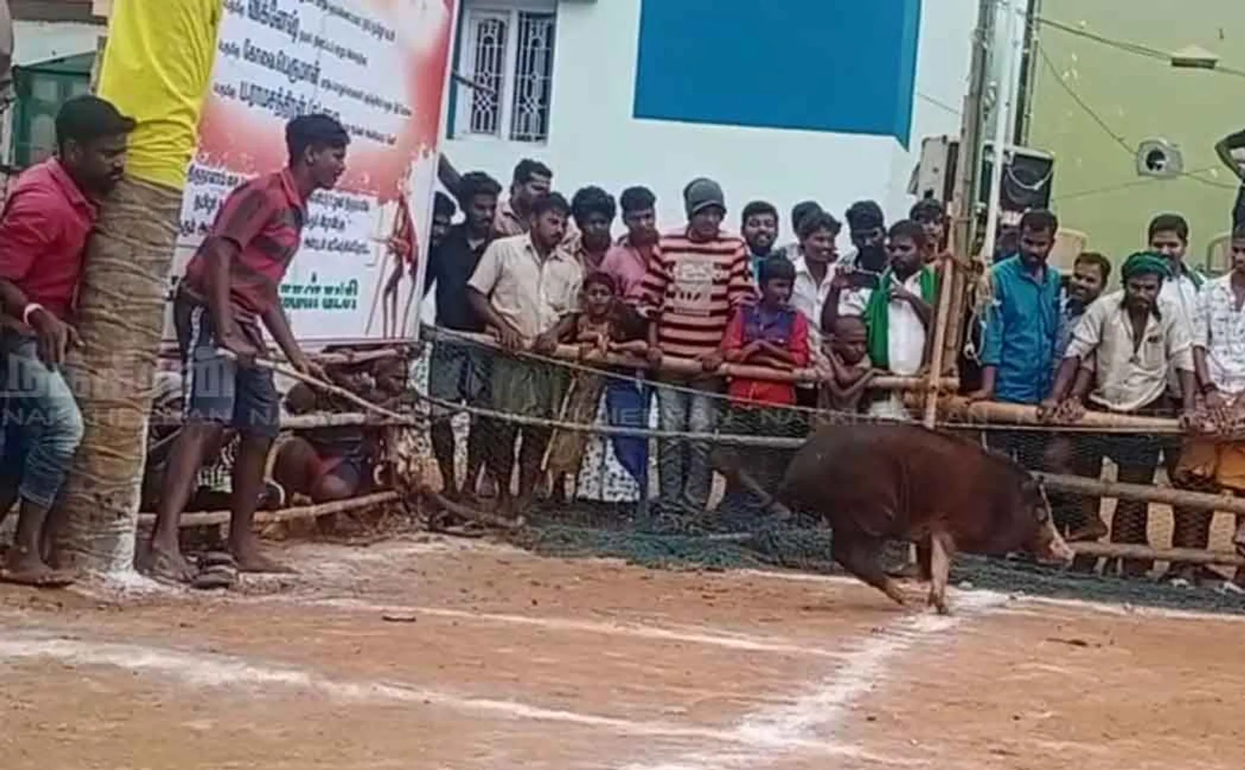 Pig catching competition like Jallikkattu in Theni!
