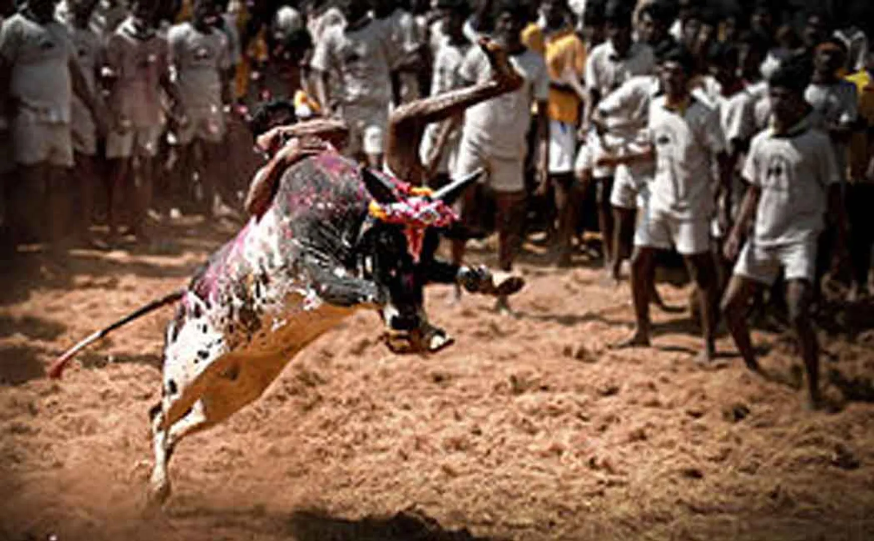 Trichy suriyur jallikattu started 