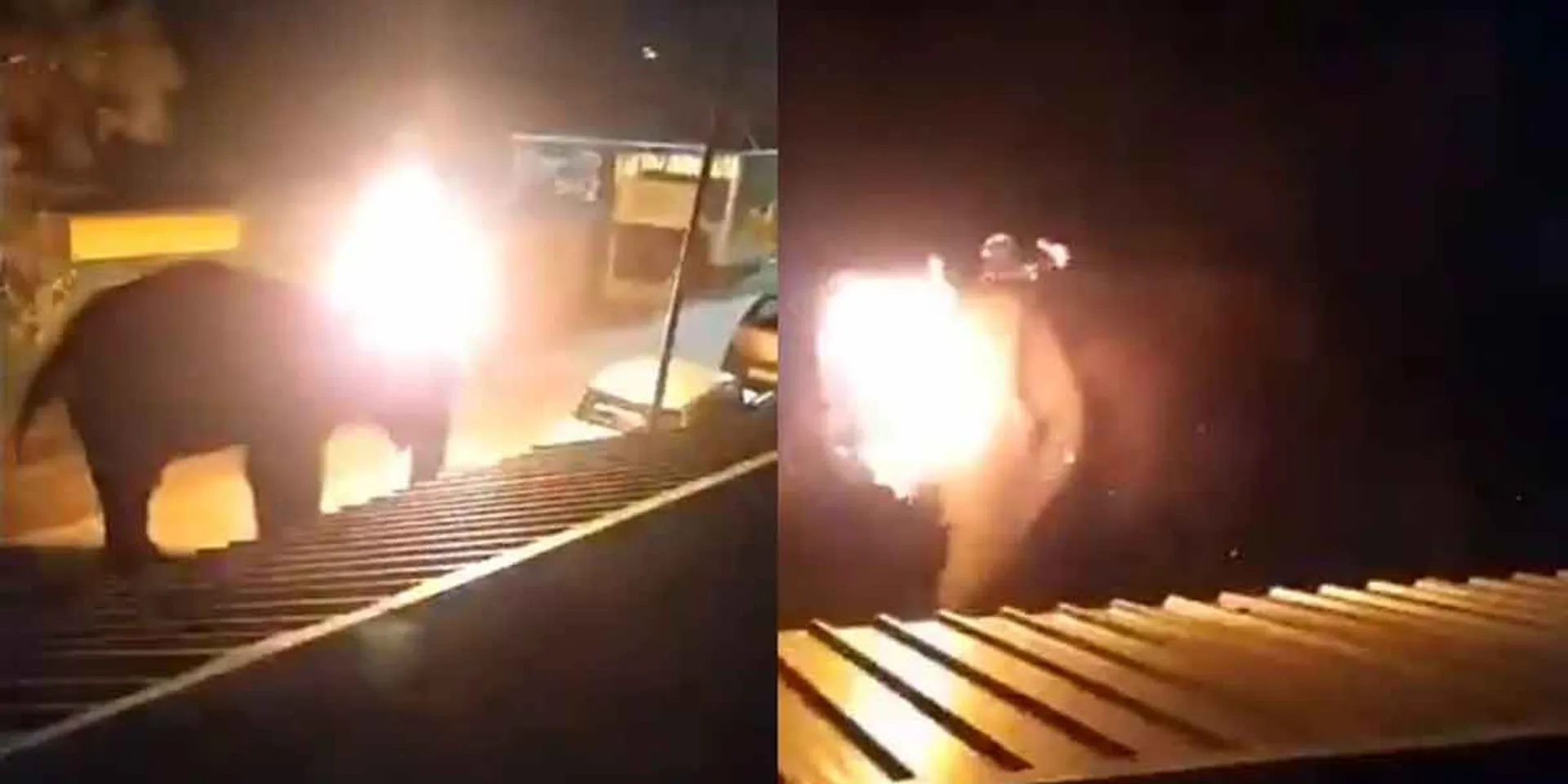 elephant incident in nilgirs 