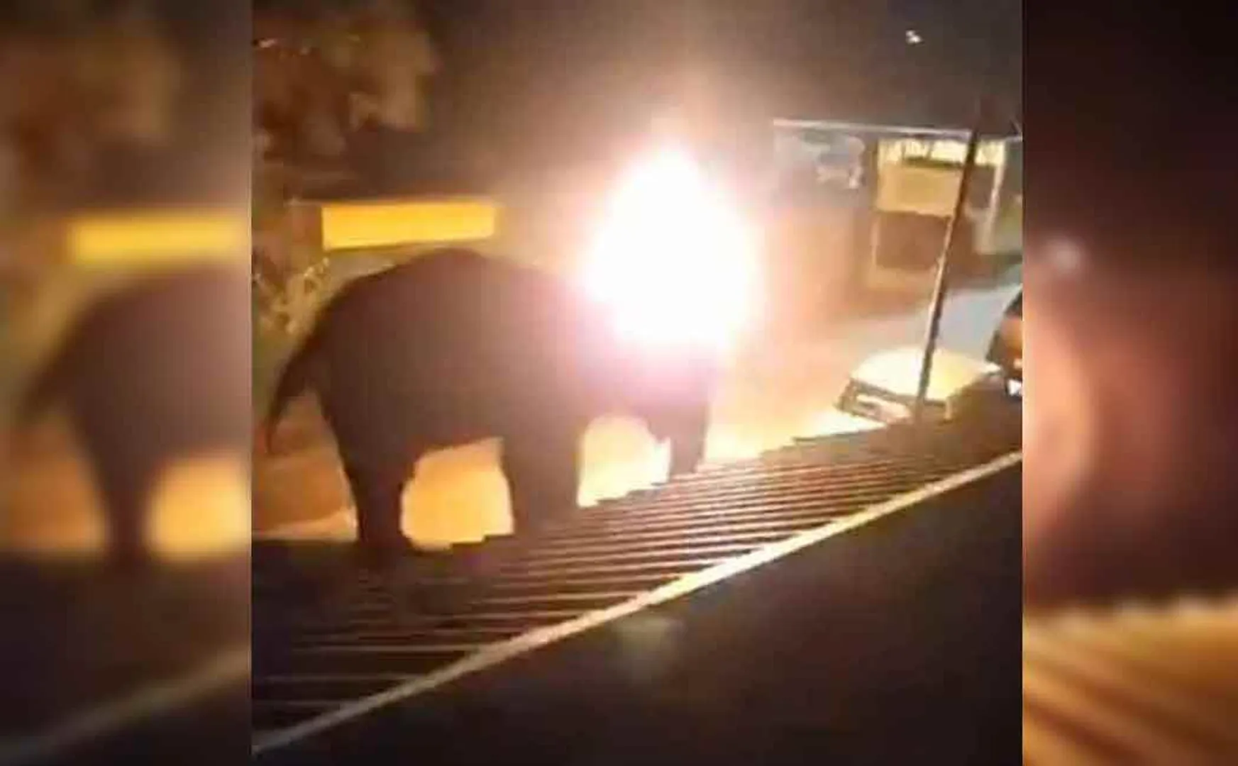 elephant