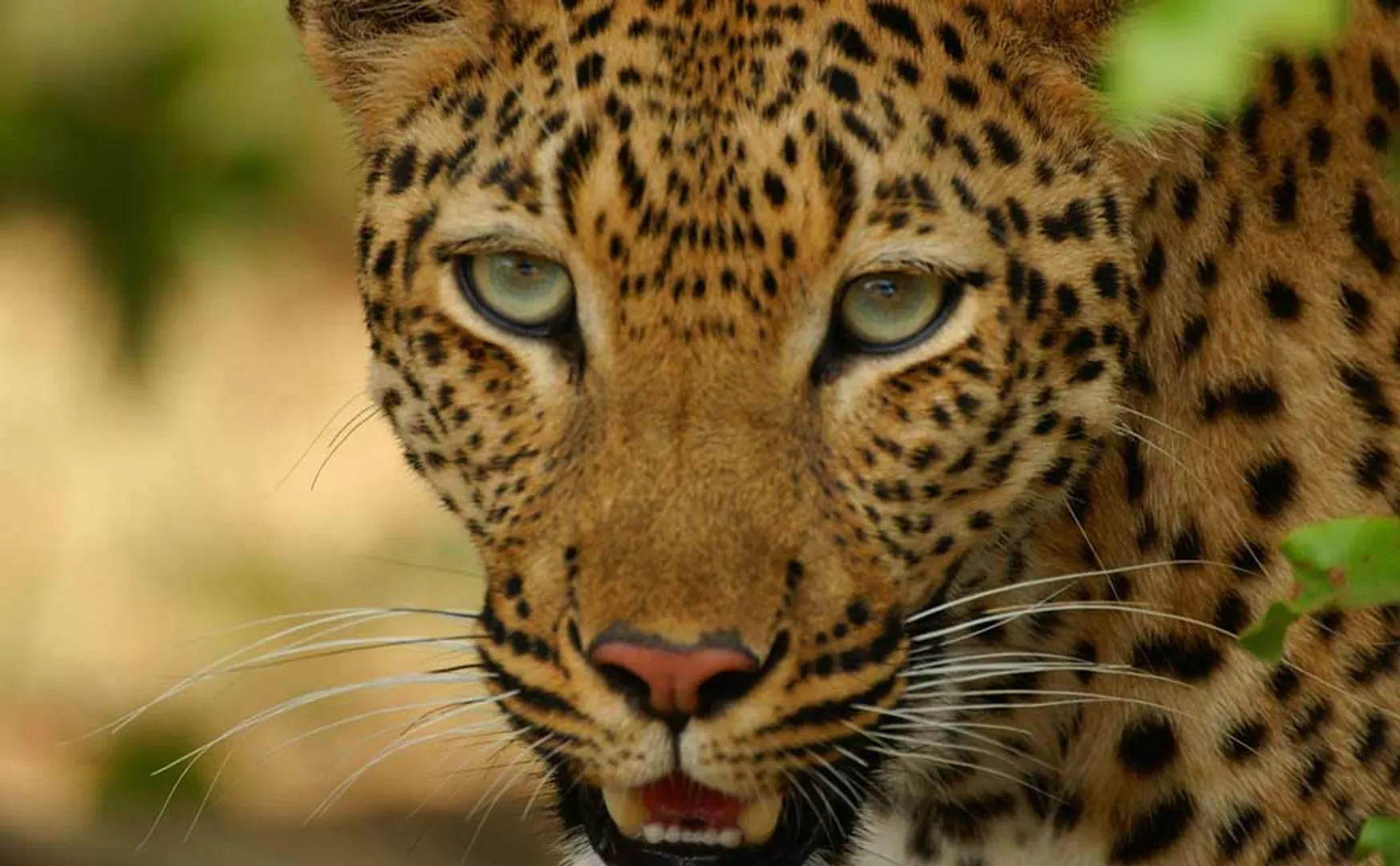 leopard