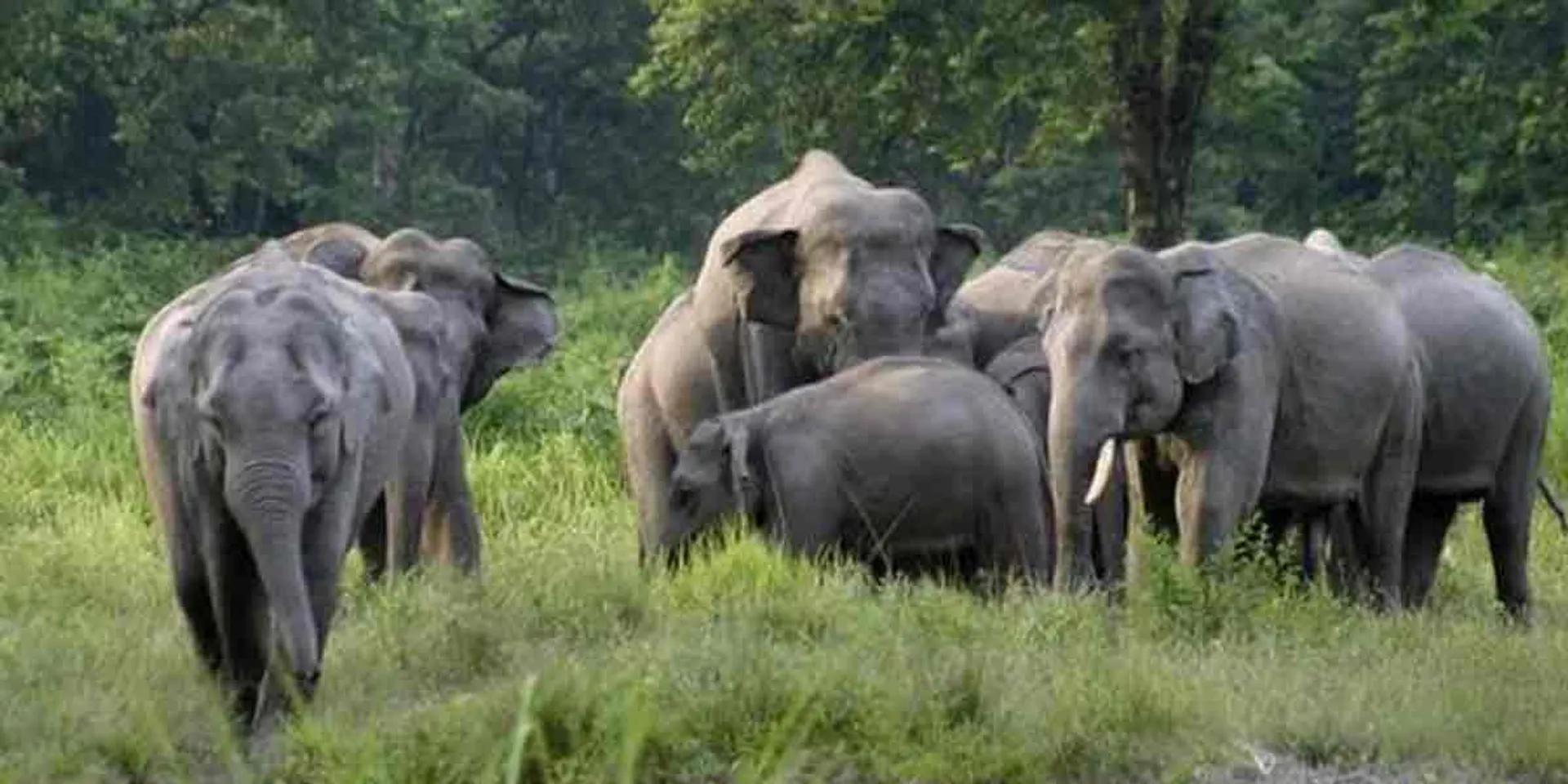 561 elephants passed away in last 6 years ... Tamil Nadu Forest Department's shocking response!