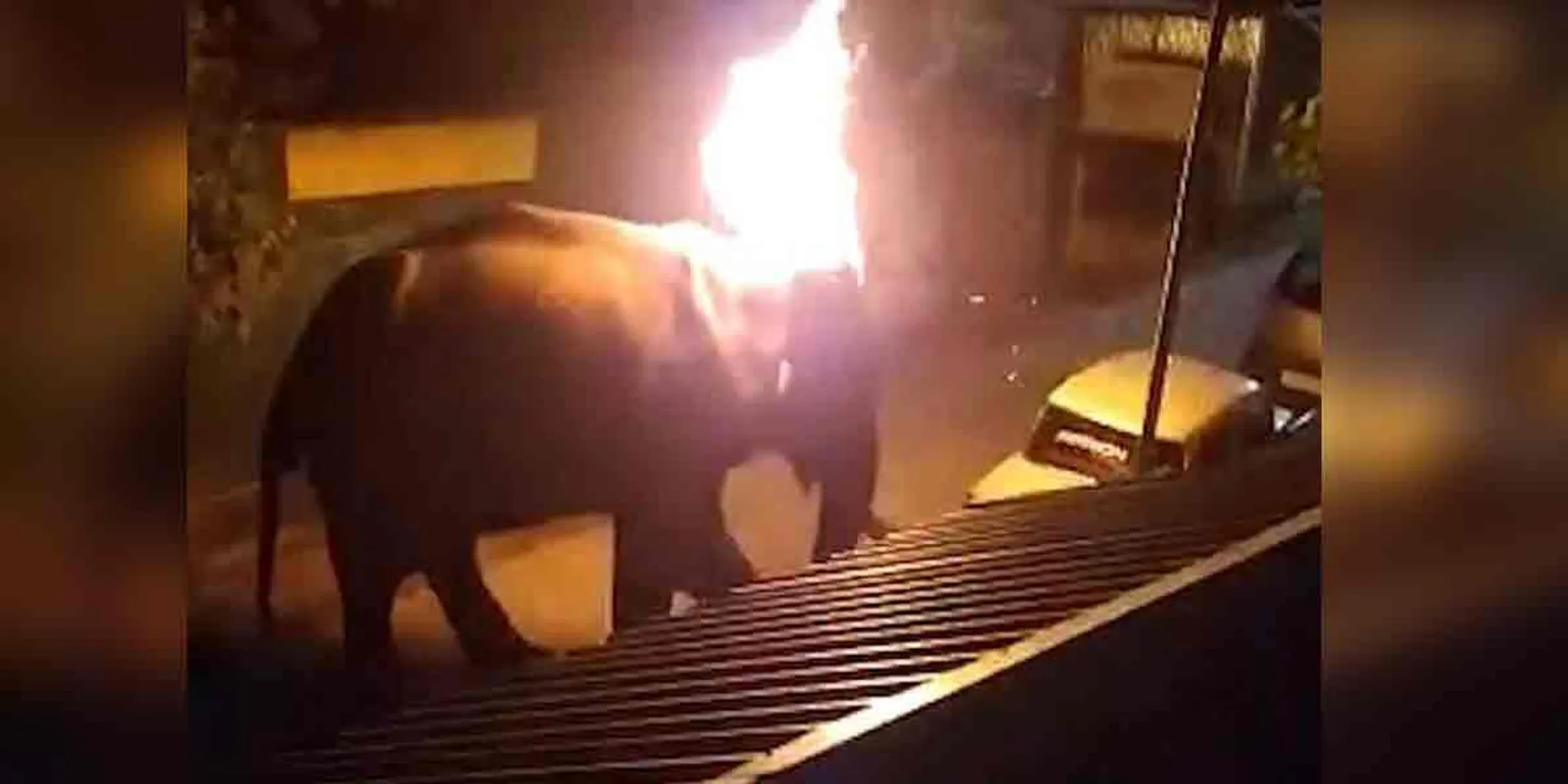 Elephant issue in nilgiri