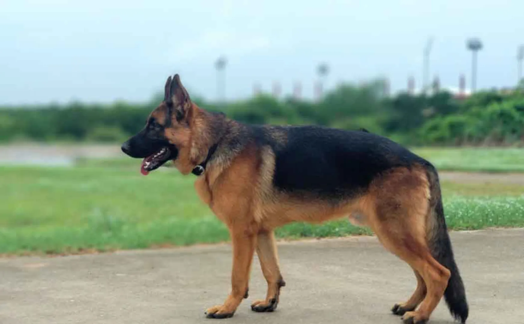 "I want to know the real cause of my dog's case..." The woman who sued in court ..!